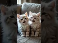 Download Lagu #cute #kitten #lipsync #funny