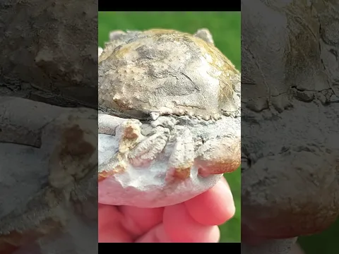 Prepping a golden fossil #fossils #golden #geology