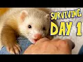Day 1 Owning Ferrets - What You Need What to Expect Beginner s Guide
