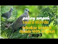 Lagu SUARA PIKAT BURUNG TEKUKUR PALING AMPUH | BIASA DIGUNAKAN UNTUK BERBURU NYANGGONG @zaniehunter