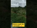 Download Lagu Sawit tumbuh subur tanpa dipupuk 😱 tumpang sari sawit dengan semangka