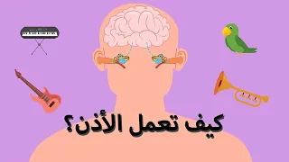 درس تعليمي عن حاسة السمع كيف نسمع الأصوات كيف تعمل الأذن تعلم مع نور 