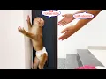 Download Lagu Monkey Lyly firmly refused to take a bath in the bathroom, leaving her mother confused.