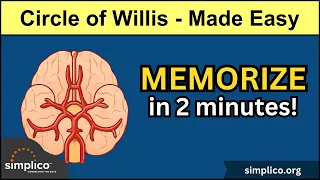 How to Memorize the Circle of Willis in 2 MINUTES! [Anatomy Made Easy] #mnemonic