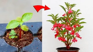 Download KNOW How To Grow BALSAM From Seed With All CARE Tips [A-Z Info] MP3