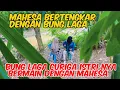 Download Lagu BANG REY TERBARU PERTENGKARAN ANTARA MAHESA DAN BUNG LAGA #bangreylampung