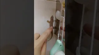 فراشة نانو وام سيف 