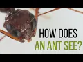 How does an ant see