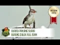 Suara Burung Ciblek Full Isian Durasi Panjang