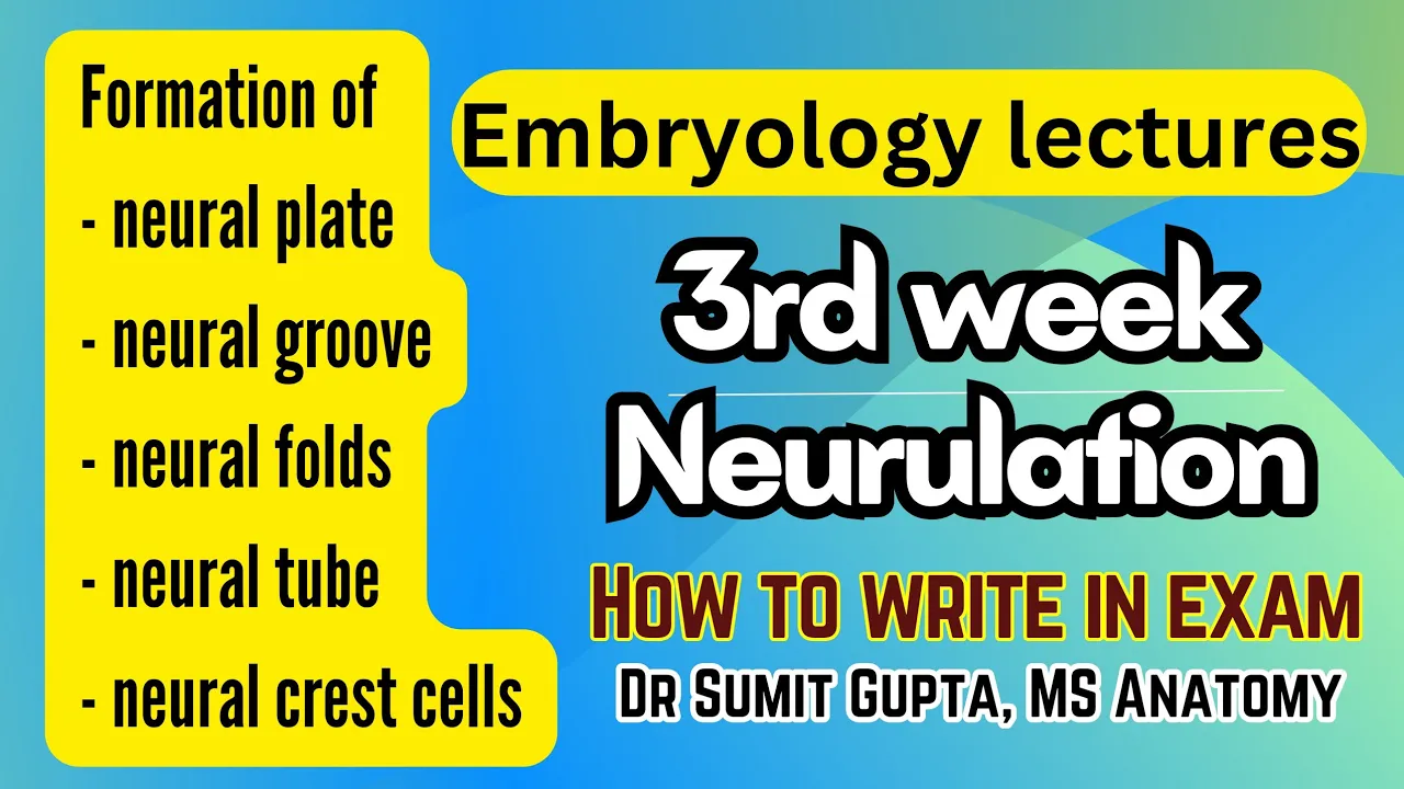 Neurulation: Formation of the Neural Tube | Embryology