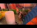 Meet my Chicks They re sooo cute