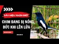 Download Lagu Dấu Hiệu Cho Thấy Choè Than Bị Nóng, Bức Khi Kích Lửa Quá Đà
