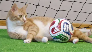 Trailer for Indy's World Cup Video!