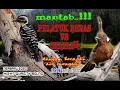 Download Lagu PELATUK BERAS Vs CILILIN PASTINYA JOSS......