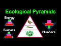 PYRAMIDS OF ENERGY BIOMASS NUMBERS