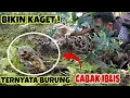Download Lagu BURUNG CABAK IBLIS  SARANGNYA KOK BEGINI 