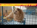 MN Considers Banning Sales Of Dogs Cats At Pet Stores