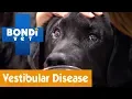 How To Treat Your Dog From Vestibular Disease Pet Health
