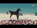 Download Lagu 470 D KHZAM _ AL DHAFRAH ARABIAN HORSE CHAMPIONSHIP 18 - 21 January  2024
