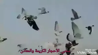 أغنية فضل شاكر  قولو لعين الشمس  مع فيديو حمام دندنها