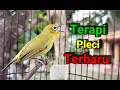 Download Lagu TERBARU...!!! Di Jamin Langsung Nyaut Terapi Pleci Nembak
