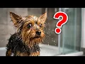 Ultimate Funny Yorkie Compilation 2026 Try Not To Laugh