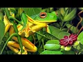 Download Lagu Suara Katak