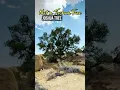 Download Lagu Not A Joshua Tree. This Tree Lives And Grow In The Park #joshuatreenationalpark