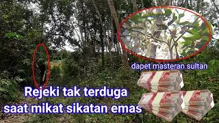 Download rejeki tak terduga saat mikat sikatan emas #cara mikat sikatan emas#cara mikat biar dapat banyak MP3