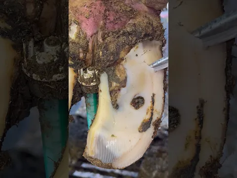 It was emitting quite the aroma….