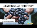 Matlab image Processing Projects - Grape Disease Detection