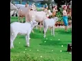 Download Lagu Chhoti Chhoti Gaiya
