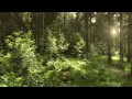 Download Lagu 🌳 4K - Relaxing Nature Sounds For Stress Relief, Forest Sounds, Bird Song