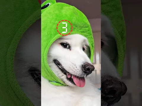 What would you get if a dinosaur kicked you? #dogshorts #samoyed #dog #cutedog #puppy #funny #cute