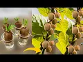 Lagu How to Grow Kiwi Plants From Kiwi Fruit || How to Grow Kiwi From Seed || Growing Kiwi Plants