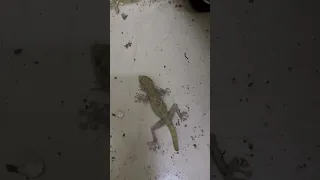 شاهد اسهل طريقه للقضاء على البرص Watch The Easiest Way To Eliminate Geckos 