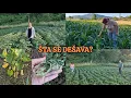 Download Lagu Šta smo zatekli u njivama? Suša i baje su dosta uništili😥