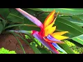 Birds of Paradise - Georgia Kelly