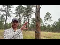 Selective logging can be great for the health of our western forest s