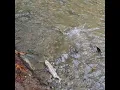 McLane Creek Thurston County November 24 2024 5