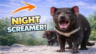 10 interesting facts about tasmanian devils 