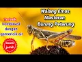 Download Lagu audio suara Masteran Belalang Emas,MP3 suara belalang MP3