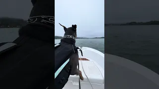 Salty dog V .. #fyp #pets #doberman #dream #creatorsearchinsights