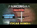 PANCINGAN CUCAK RUMBAI GACOR BIKIN NAIKIN EMOSI LAWAN
