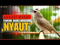 Download Lagu 🛑PANCINGAN TRUCUKAN GACOR ROPEL PANJANG | MASTERAN TRUCUKAN BAHAN SUPAYA CEPAT NYAUT BUNYI GACOR