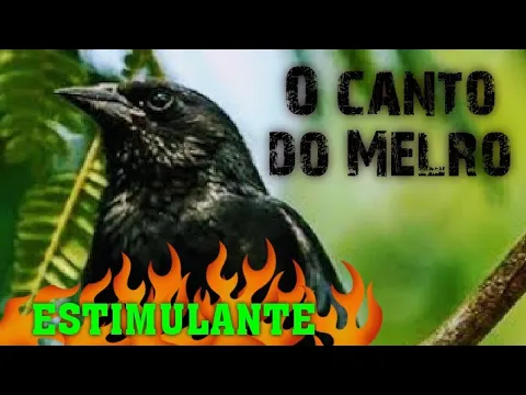 Download MP3 o canto do melro com desenho do casal de pássaro Chico Preto 👍 estimulante e saudável para esquentar