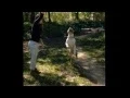 American Bully Pitbull XXL BIG GEMINI KENNELS BGK s Caine
