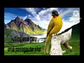 The sound of the golden finch For bait and lure