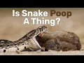 What Does Snake Poop Look Like