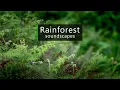 Jungle sounds - fascinating birdsong in the Congo rainforest